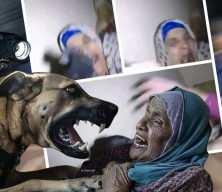 İsrail askeri eğitilmiş katil köpekle yaşlı Filistinli kadına saldırdı! Kan donduran görüntü