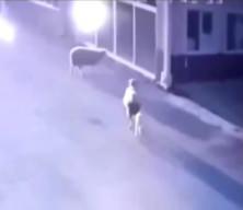 Malatya'da bir koyun, kasap dükkanına saldırdı