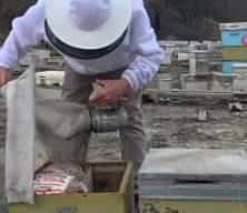 Bursa'da, zirai ila&ccedil; y&uuml;z&uuml;nden milyonlarca arısı kovana d&ouml;nemeden &ouml;ld&uuml;