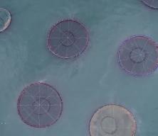 Doğu Karadeniz su &uuml;r&uuml;nleri ihracatında hedefini b&uuml;y&uuml;tmek istiyor