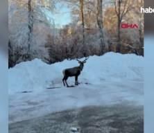 Karla kaplanan Kuzu Yayla Tabiat Parkı'nda kızılgeyik g&ouml;r&uuml;nt&uuml;lendi