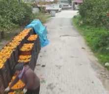 Tarla fiyatı 2 TL'ye kadar gerileyen mandalina &uuml;reticilerinden market fiyatlarına tepki