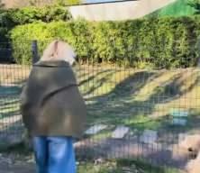 'Beni de uyutun' diyen Ajda Pekkan'ın köpeklerini kafese kapattığı ortaya çıktı! 