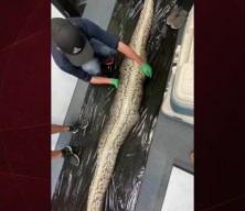 Florida’da hayrete düşüren olay: Boğa yılanının midesinden 1.5 metre timsah çıktı
