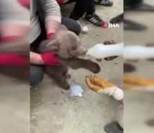 Tarlada yavru ayı buldular!