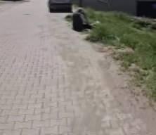 Başıboş sokak köpekleri yaşlı adama saldırdı! 