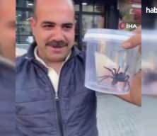 Elazığ'da dev etçil örümcek şaşkınlık yarattı