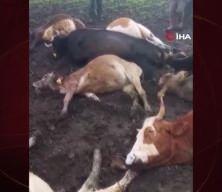 Kars'ta yıldırım düşmesi sonucu 10 büyükbaş telef olurken 2 çoban da yaralandı