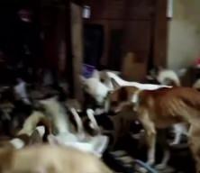 Tahliye edilen apartman dairesindeki köpekler yetkilileri şaşırttı