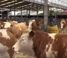 1,5 tonluk boğa "Poyraz"a 550 bin TL fiyat biçildi