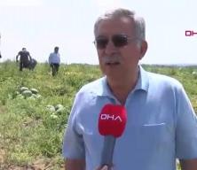 Adana’da sezonun ilk karpuz hasadı yapıldı: Rekolte düşük, kalite yüksek