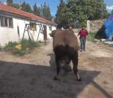 Çanakkale'de 3 yaşındaki kurbanlığın ağırlığı 1,5 ton!