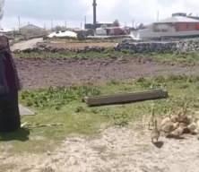 Kars kazı gram altınla yarışıyor