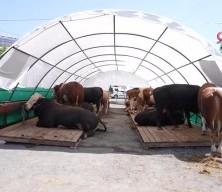 Kurban Bayramı'na sayılı günler kala pazarlarda hareketlilik başladı