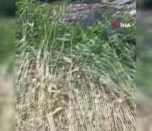 Reyhanlı’da Çamura Saplanan Kurbanlık Koyunları İtfaiye Kurtardı