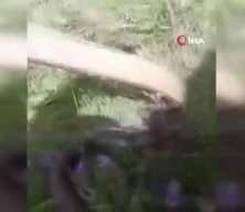 Sivas'ta vatandaş çıplak elle yakaladığı yılana su içirdi