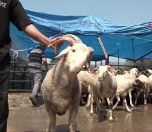 4 boynuzlu koçu görenler şaştı kaldı! İşte kurban pazarının gözdesi...