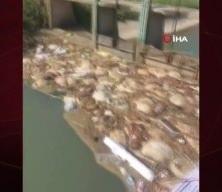 Adana'da skandal görüntüler: Hayvan pisliklerini sulama kanalına attılar