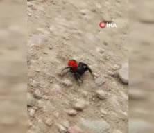 Bursa'da görüldü: Zehirli uğur böceği göründüğü kadar masum değil!