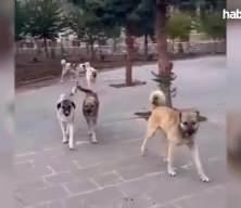 Sokak köpeği saldırıları bitmek bilmiyor! Mardin'de 7 yaşındaki Zeynep dehşeti yaşadı