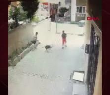 Tasmasız Pitbull 7 yaşındaki çocuğa saldırdı
