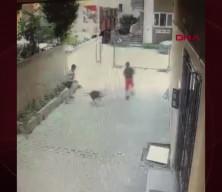 Tasmasız Pitbull 7 yaşındaki çocuğa saldırdı