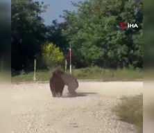 Bursa'da yol ortasında ayı güreşi! Korku dolu anlar kamerada