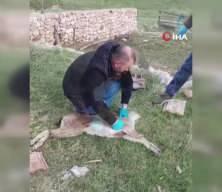 Gümüşhane'de baygın halde bulunan yaban keçisi kalp masajıyla hayata döndürüldü
