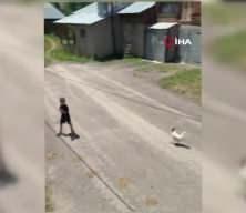 Küçük çocuğun horozla imtihanı!