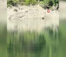 Artvin’de iki ayı nehirde serinledikten sonra kavga etti