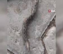 Elazığ'da şaşkınlık yaratan olay: Çift başlı yılan görüntülendi! 