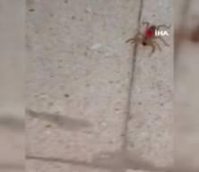 Elazığ’da zehirli etçil sarı kız örümceği görüntülendi