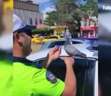  Güvercine su içiren trafik polisi merhametiyle yürekleri ısıttı