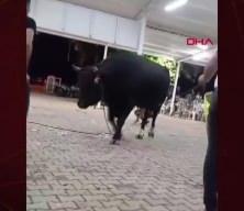 Kızgın boğa para takmak için yaklaşan vatandaşı havaya fırlattı