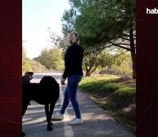 Sürücülere sokak köpekli tuzak!