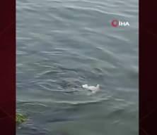  Nadir görülen su samuru Tekirdağ sahilinde görüntülendi