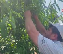 Günde 1200 lira kazanıyorlar! Tek tek elle toplanıyor