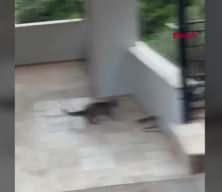 Kedi ile yılanın birbirleriyle mücadelesi kamerada