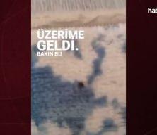 Evde kene olur mu demeyin! Evde köpeğiniz varsa dikkat!