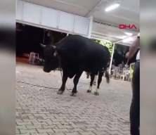  Para atarken boğanın boynuz darbesiyle havaya fırladı