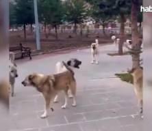Toplanmayan başıboş köpekler can aldı: 12 ölü 225'i aşkın yaralı!