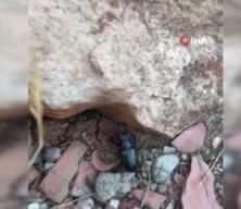 Tunceli'de nesli tükenme tehlikesindeki geyik böceği görüntülendi