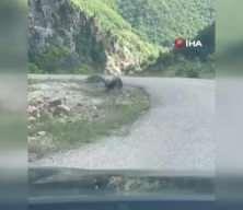 Artvin’de kartal yılan avlarken görüntülendi