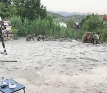 Nemrut'ta belgeselciler ölümden döndü! Ayı yavrularıyla alana geldi ve işte sonrasında yaşananlar...