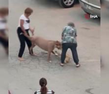 Ağızlıksız dolaştırılan pitbull, hem köpeğe hem de kendi sahibine saldırdı