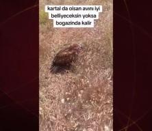 Avladığı hayvan boğazına takılan kartala bir vatandaş bakın nasıl yardım etti
