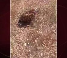 Avladığı hayvan boğazına takılan kartalı çiftçinin merhameti kurtardı