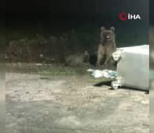 Aç kalan ayılar kendilerini görüntüleyenlere saldırıd