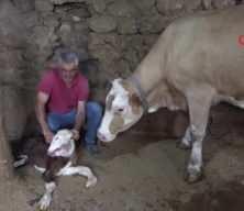 Görenler inanamıyor! Buzağı çift başlı doğdu.