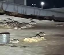 Esenyurt'ta onlarca fare sokak ortasında cirit atarken görüntülendi